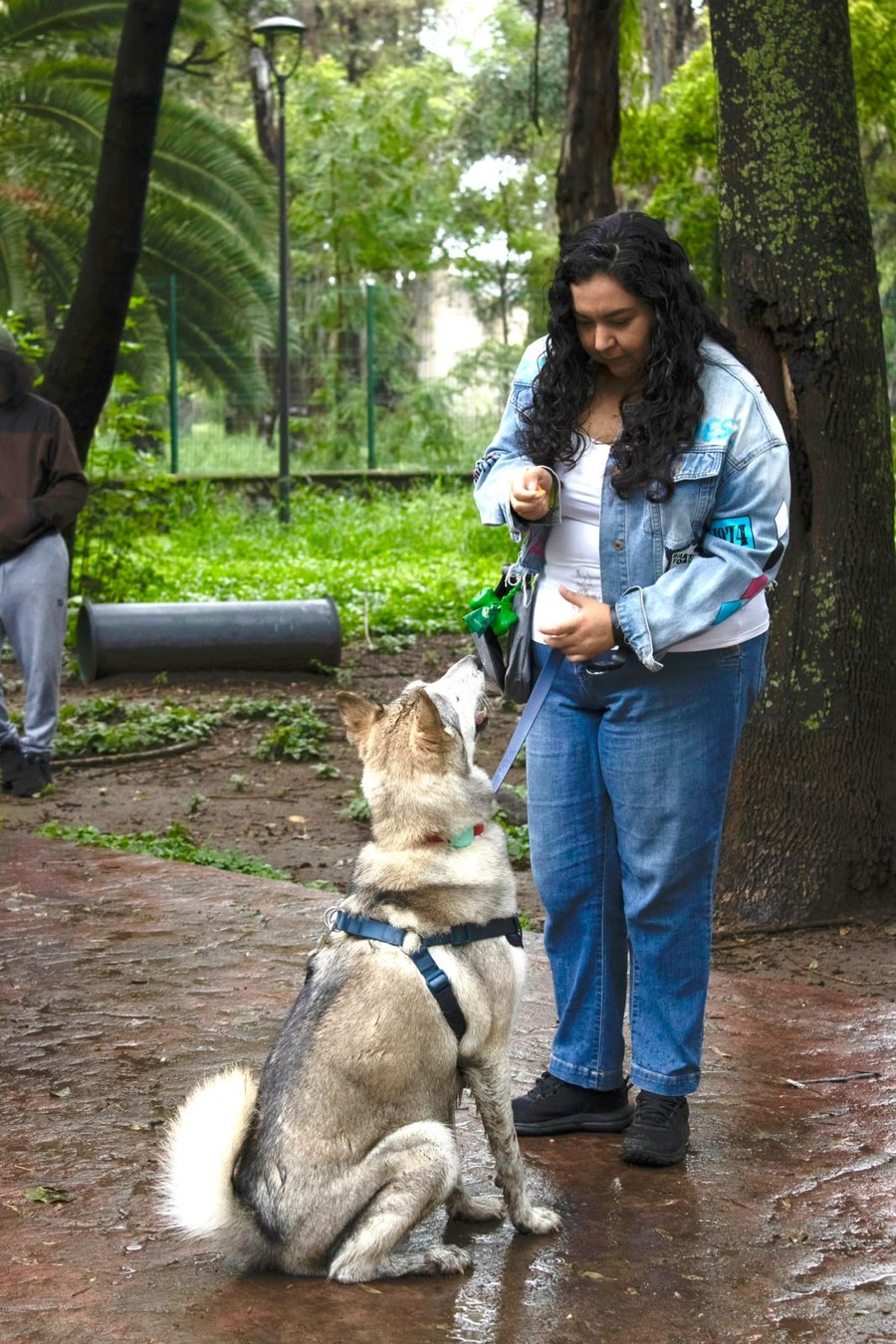 Perra husky sentada atenta a su entrenadora